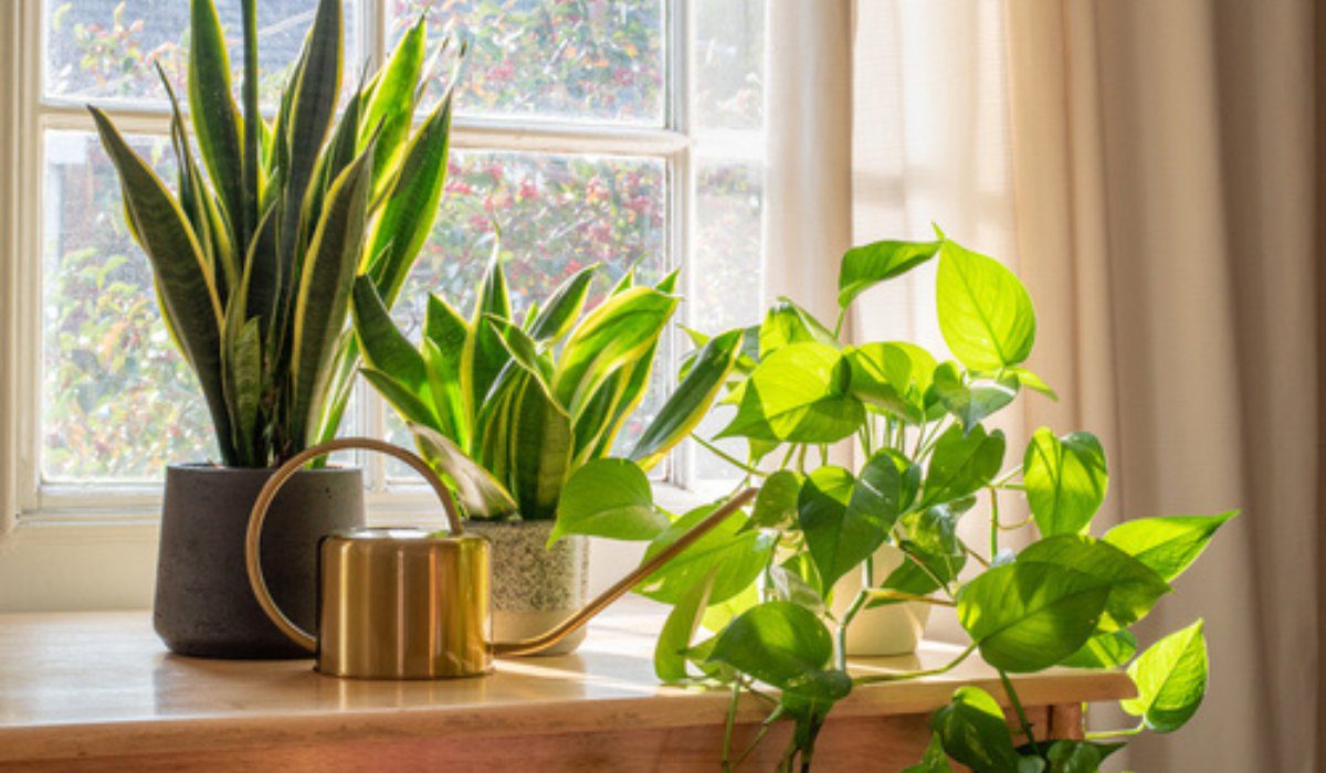 Indoor & Outdoor Plants